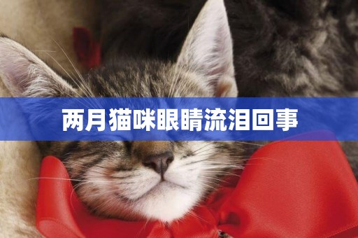 兩月貓咪眼睛流淚回事
