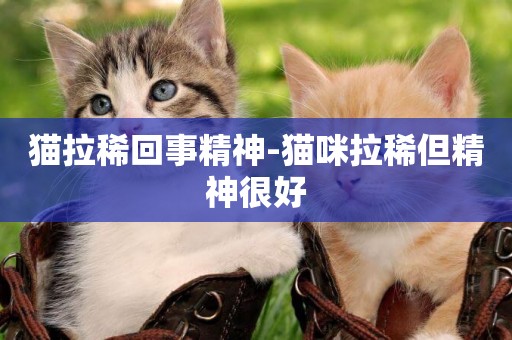 貓拉稀回事精神-貓咪拉稀但精神很好