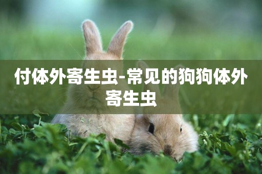 付體外寄生蟲-常見的狗狗體外寄生蟲