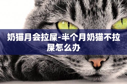 奶貓月會拉屎-半個月奶貓不拉屎怎么辦
