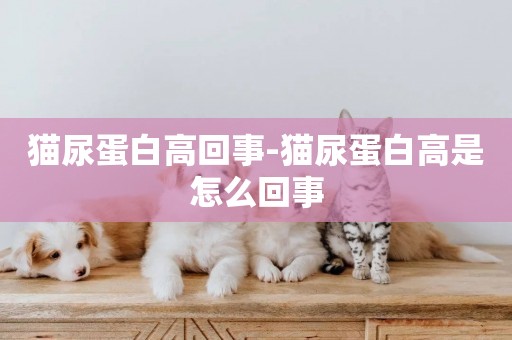 貓尿蛋白高回事-貓尿蛋白高是怎么回事