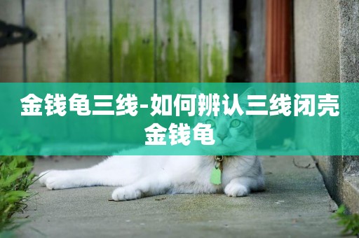 金錢龜三線-如何辨認三線閉殼金錢龜