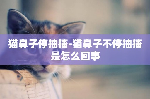 貓鼻子停抽搐-貓鼻子不停抽搐是怎么回事