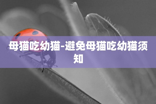 母貓吃幼貓-避免母貓吃幼貓須知