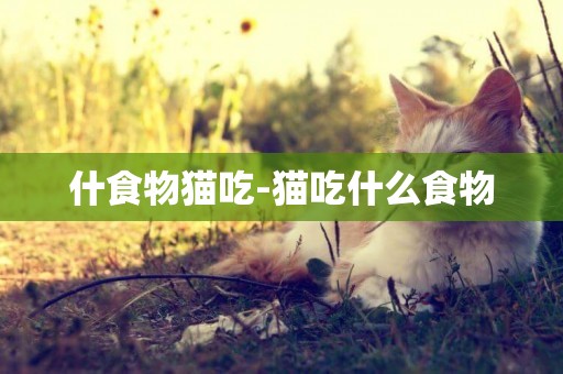 什食物貓吃-貓吃什么食物