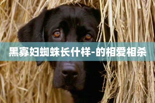 黑寡婦蜘蛛長什樣-的相愛相殺