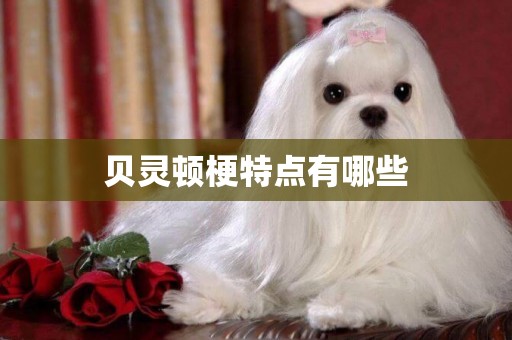 貝靈頓梗特點有哪些