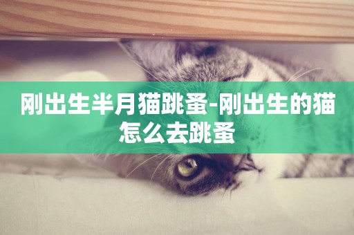 剛出生半月貓跳蚤-剛出生的貓怎么去跳蚤