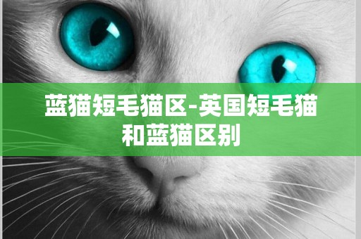 藍貓短毛貓區-英國短毛貓和藍貓區別