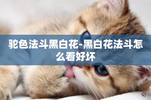 駝色法斗黑白花-黑白花法斗怎么看好壞