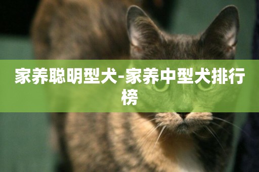 家養聰明型犬-家養中型犬排行榜