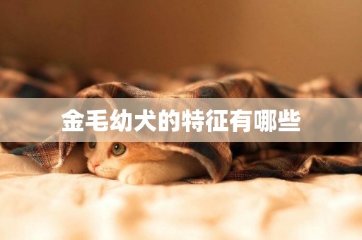 金毛幼犬的特征有哪些