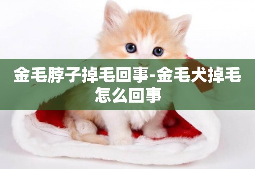 金毛脖子掉毛回事-金毛犬掉毛怎么回事