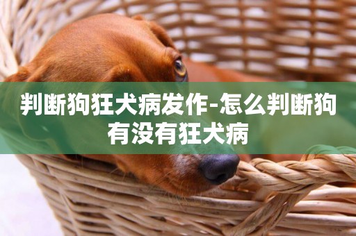 判斷狗狂犬病發作-怎么判斷狗有沒有狂犬病