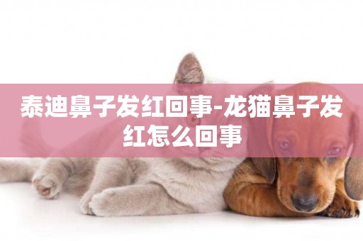 泰迪鼻子發紅回事-龍貓鼻子發紅怎么回事
