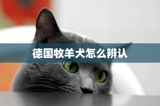 德國牧羊犬怎么辨認