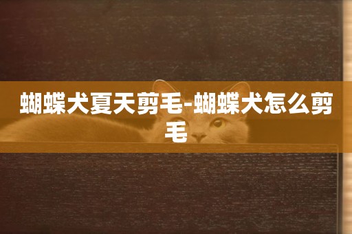 蝴蝶犬夏天剪毛-蝴蝶犬怎么剪毛