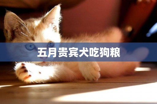 五月貴賓犬吃狗糧