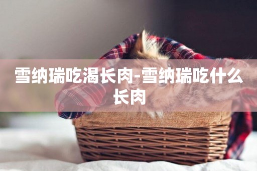 雪納瑞吃渴長肉-雪納瑞吃什么長肉