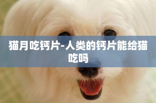 貓月吃鈣片-人類的鈣片能給貓吃嗎