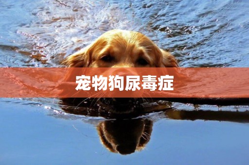 寵物狗尿毒癥