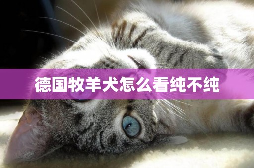 德國牧羊犬怎么看純不純