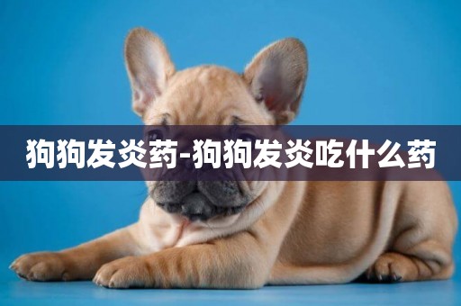 狗狗發炎藥-狗狗發炎吃什么藥