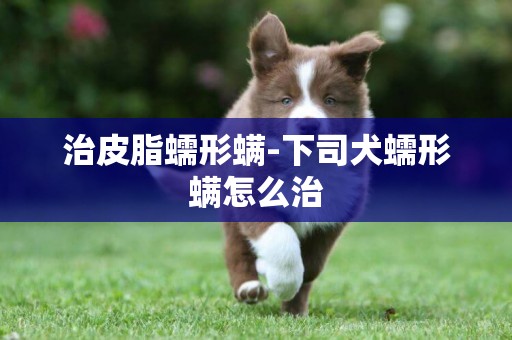 治皮脂蠕形螨-下司犬蠕形螨怎么治