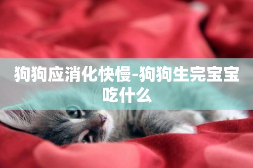 狗狗應消化快慢-狗狗生完寶寶吃什么