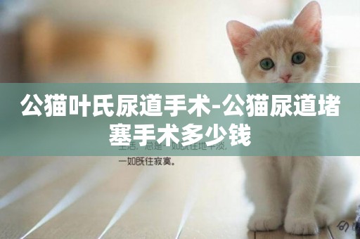 公貓葉氏尿道手術-公貓尿道堵塞手術多少錢