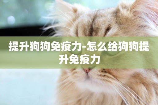 提升狗狗免疫力-怎么給狗狗提升免疫力