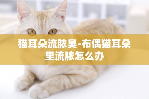 貓耳朵流膿臭-布偶貓耳朵里流膿怎么辦
