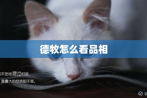 德牧怎么看品相