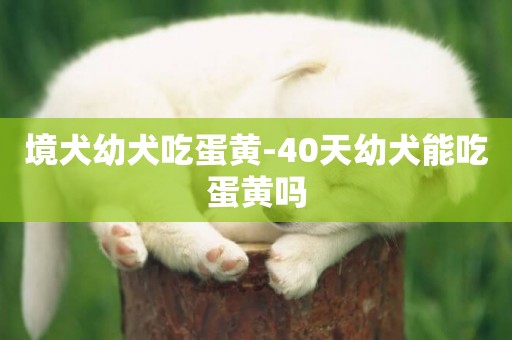 境犬幼犬吃蛋黃-40天幼犬能吃蛋黃嗎