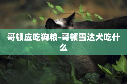 哥頓應吃狗糧-哥頓雪達犬吃什么