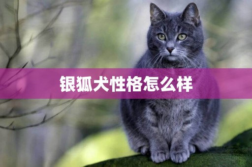 銀狐犬性格怎么樣