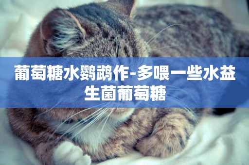 葡萄糖水鸚鵡作-多喂一些水益生菌葡萄糖