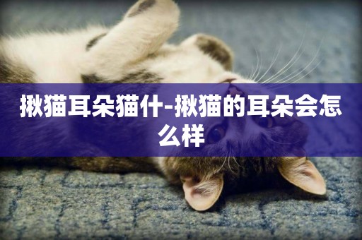 揪貓耳朵貓什-揪貓的耳朵會怎么樣