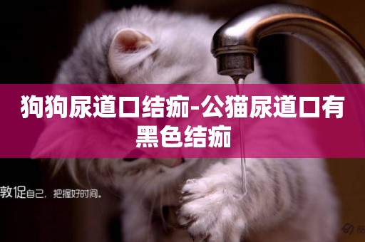 狗狗尿道口結痂-公貓尿道口有黑色結痂