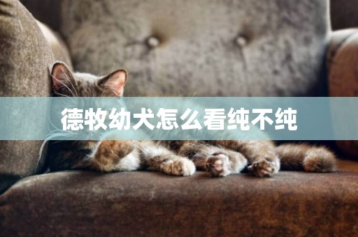 德牧幼犬怎么看純不純