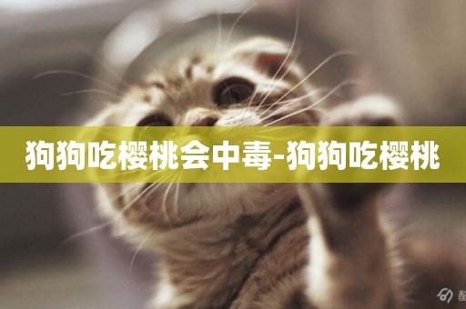 狗狗吃櫻桃會中毒-狗狗吃櫻桃