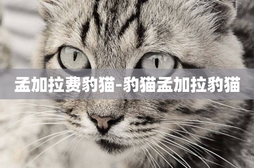 孟加拉費豹貓-豹貓孟加拉豹貓