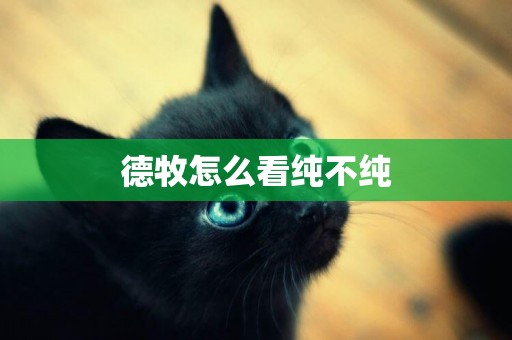 德牧怎么看純不純