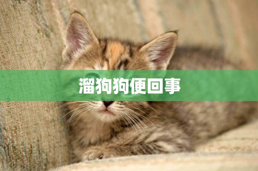 溜狗狗便回事