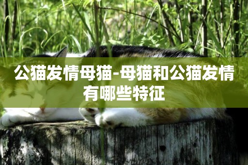 公貓發情母貓-母貓和公貓發情有哪些特征