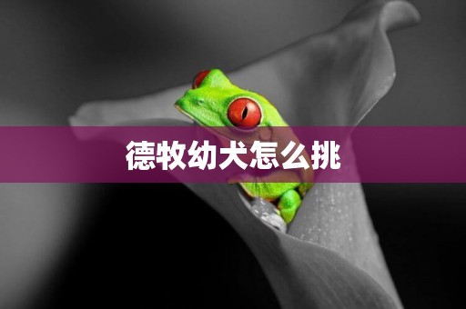 德牧幼犬怎么挑