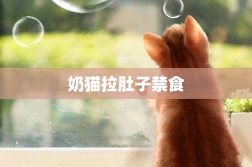 奶貓拉肚子禁食