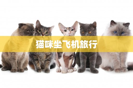 貓咪坐飛機旅行