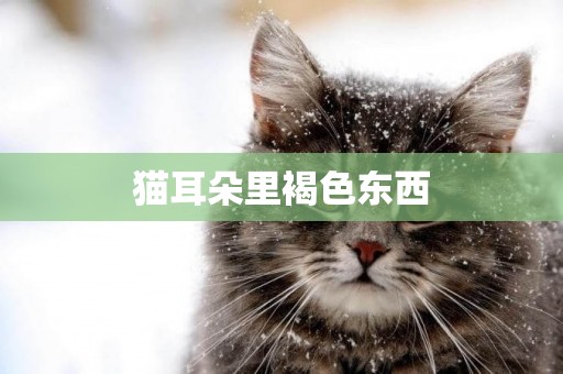 貓耳朵里褐色東西