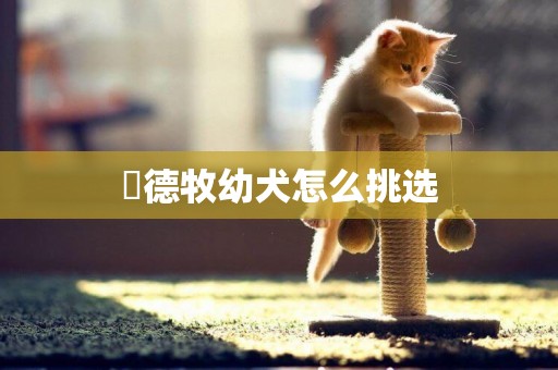 ?德牧幼犬怎么挑選